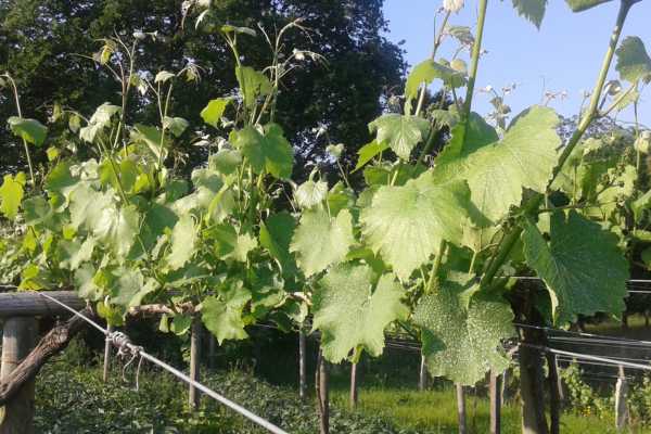 vinos de autor, viñedos de adega pateira