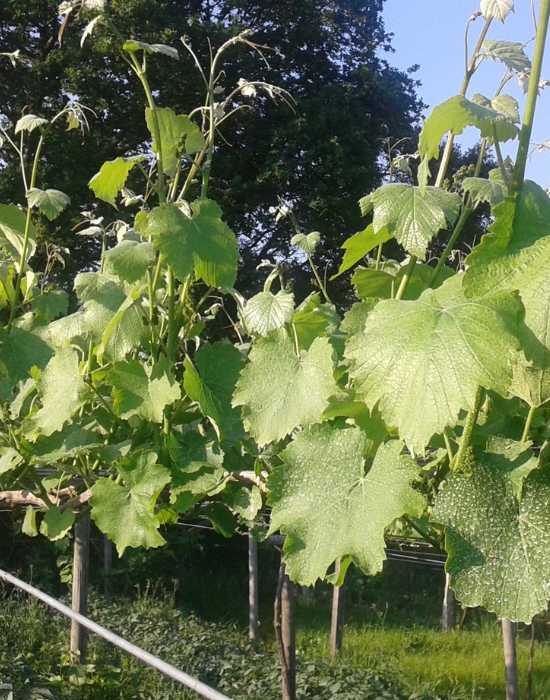 bodega o rosal adega pateira viñedos