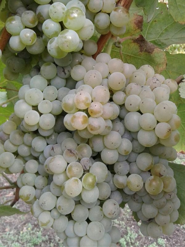vino de autor, adega pateira, racimo de uvas de o Rosal
